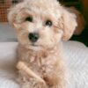 teacup maltipoos for sale near me