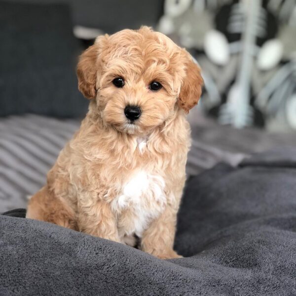 maltipoo puppies for sale