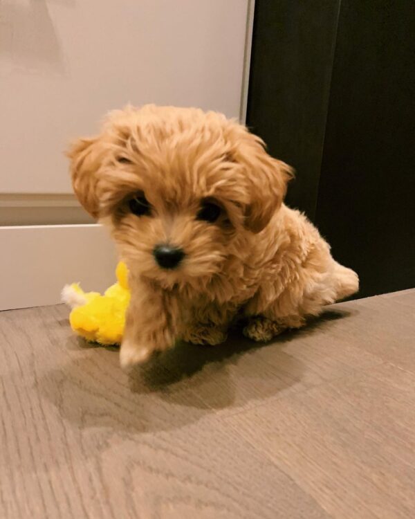 Maltipoo for sale bay area