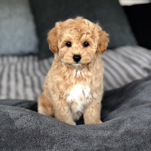 maltipoo puppies for sale