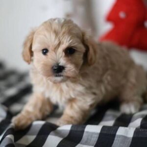maltipoo puppies for sale near me under 500