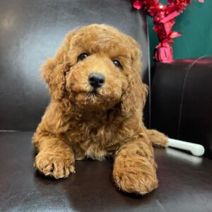 maltipoo puppies for sale charlotte nc