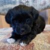 black maltipoo puppies