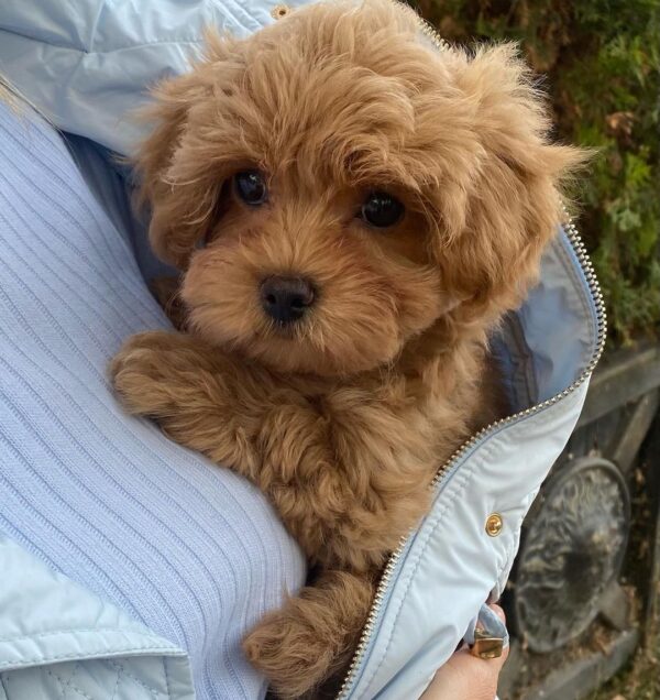 maltipoo puppies for sale in GA