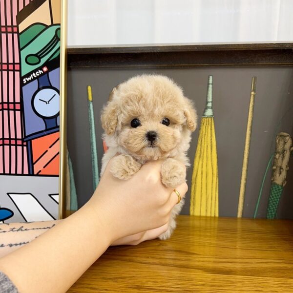 maltipoo puppies for sale louisiana