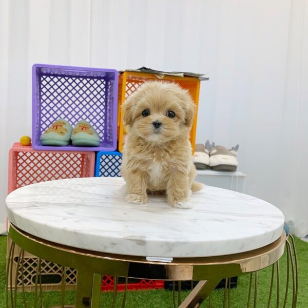 teacup maltipoo puppies for sale near me