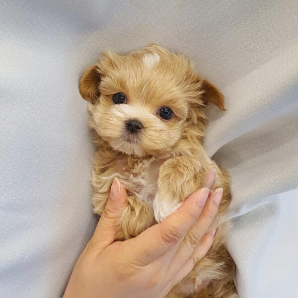 maltipoo dogs for sale near me