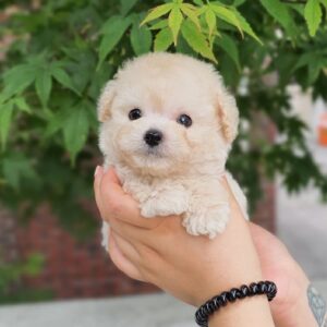 maltipoo puppies for sale in pa