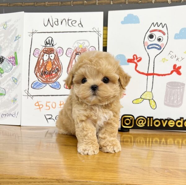 maltipoo puppies for sale in alabama