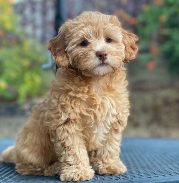 maltipoo puppies red