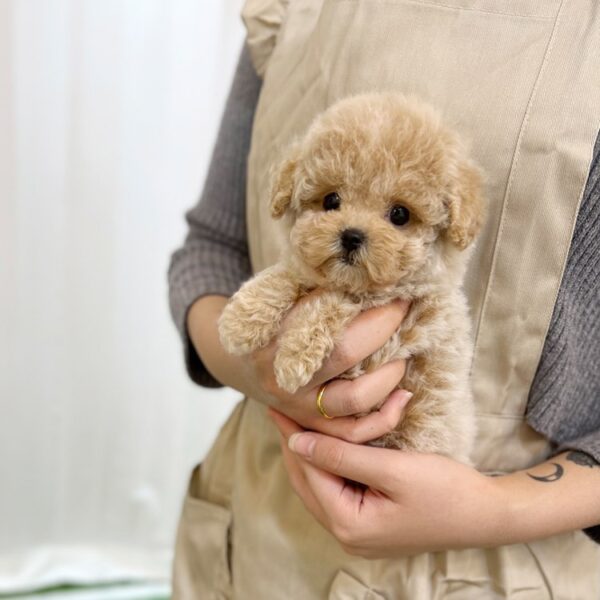 maltipoo puppies for sale louisiana