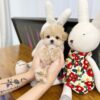 maltipoo puppies for sale Texas