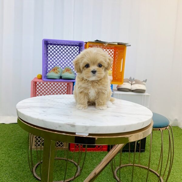 teacup maltipoo puppies for sale near me