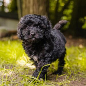 maltipoo puppies for sale bay area