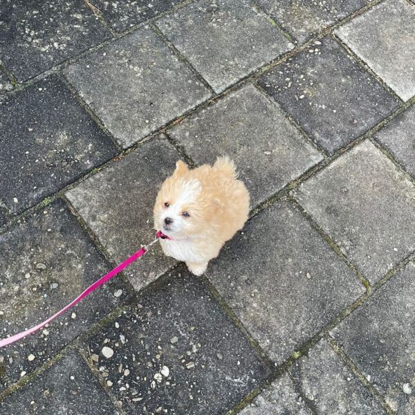 georgia maltipoo puppies for sale