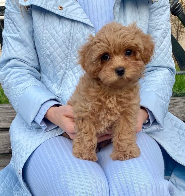 maltipoo puppies for sale in GA
