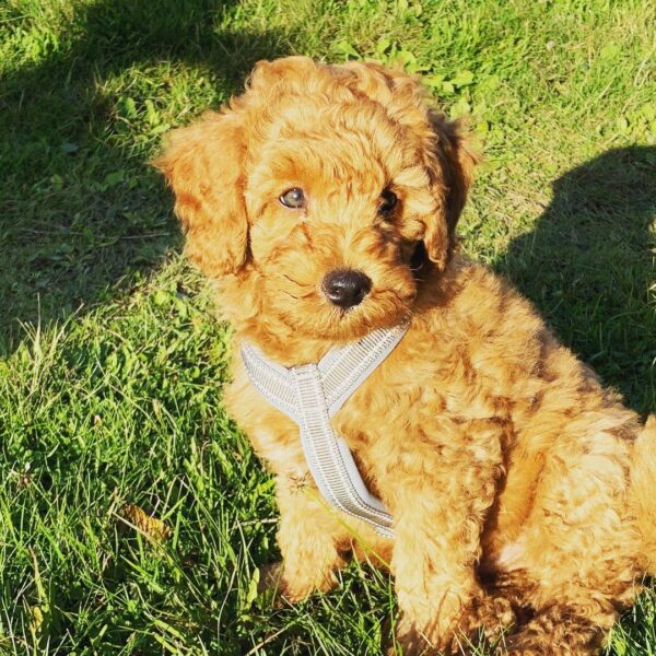 maltipoo puppies for sale in nc