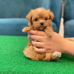 maltipoo puppies for sale houston