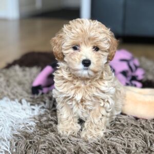 maltipoo puppies for sale near me under $1 000