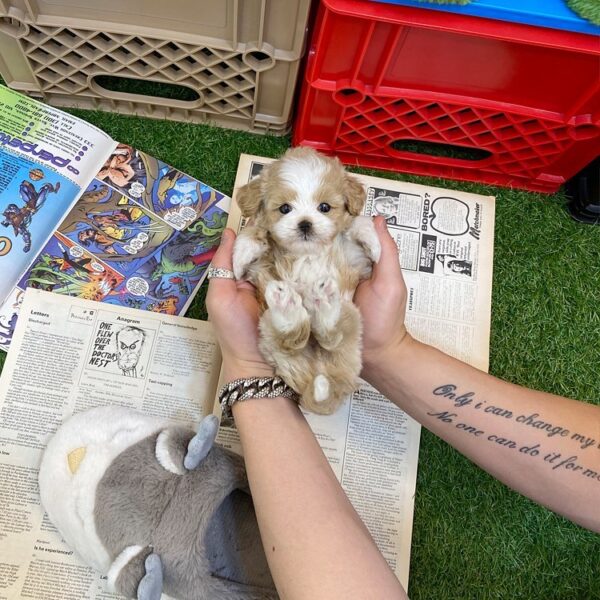 maltipoo for sale florida