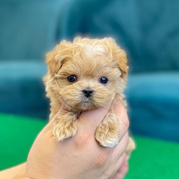 maltipoo puppies for sale in virginia