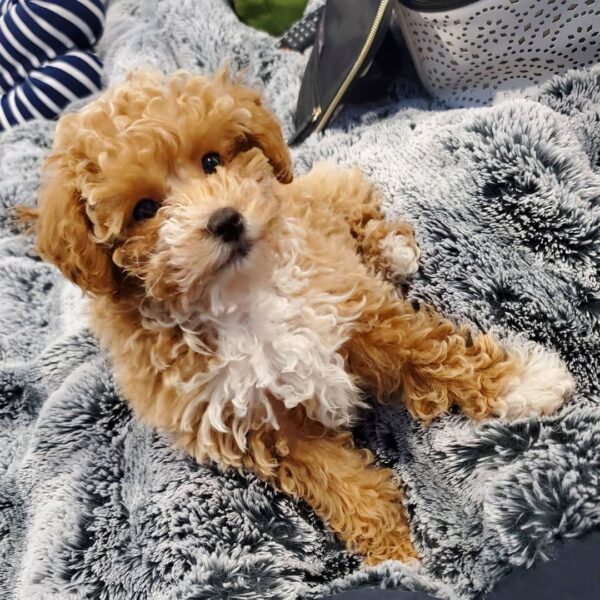 teacup maltipoo puppies