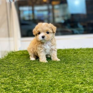 Teacup maltipoo puppies for sale