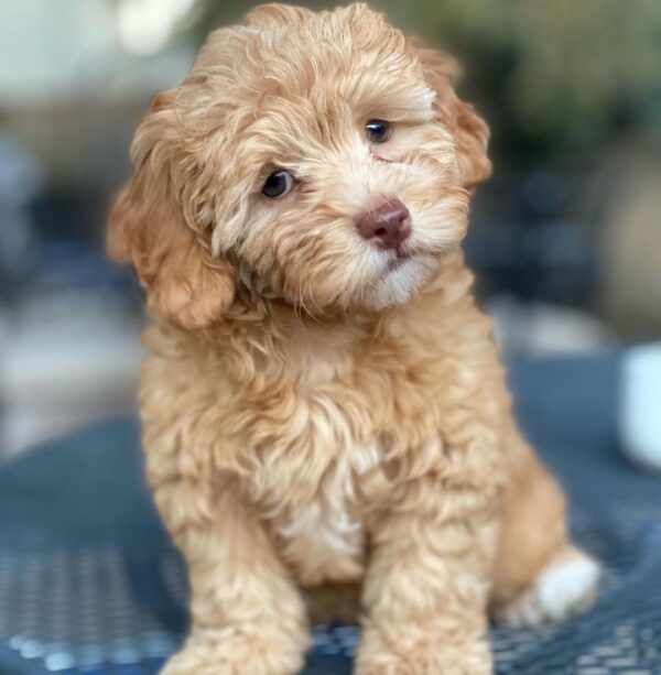 maltipoo puppies red