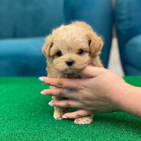 maltipoo puppies for sale in Texas