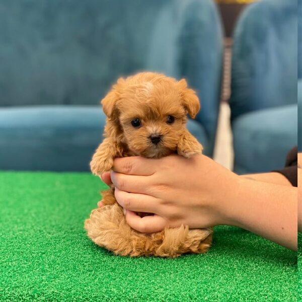 maltipoo puppies for sale houston