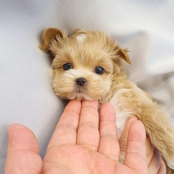 maltipoo dogs for sale near me