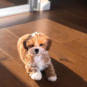 maltipoo puppies for sale by owner
