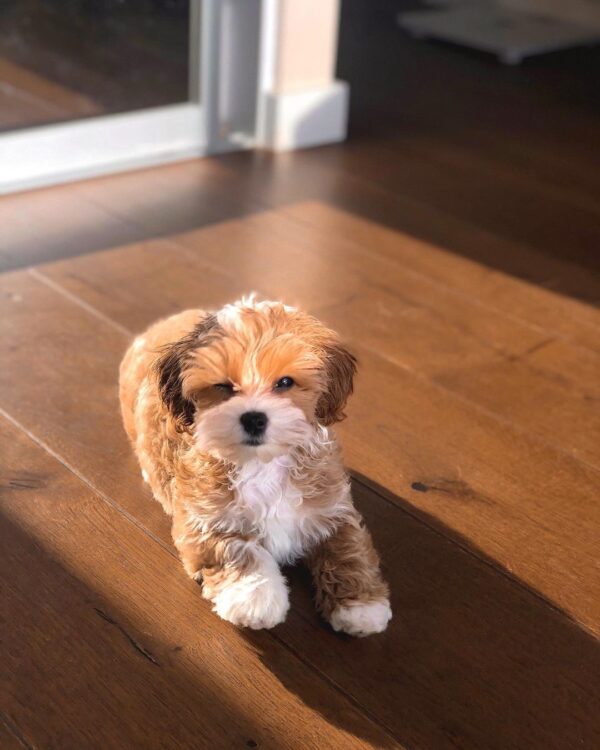 maltipoo puppies for sale by owner