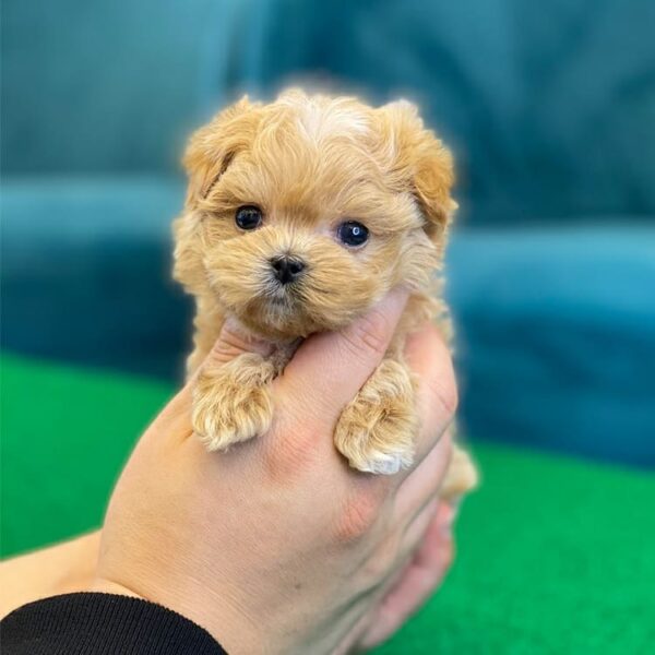 maltipoo puppies for sale in virginia