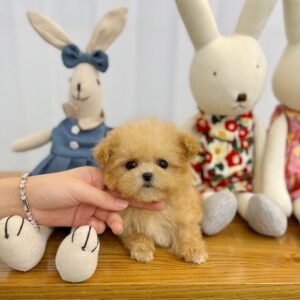 maltipoo puppies for sale in sc