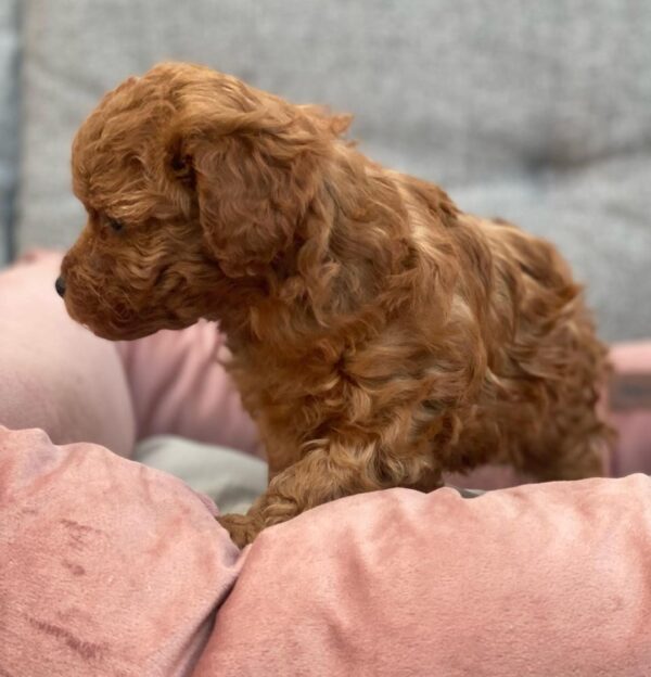 mini maltipoo puppies for sale