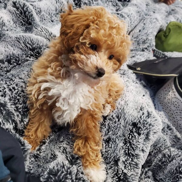 teacup maltipoo puppies