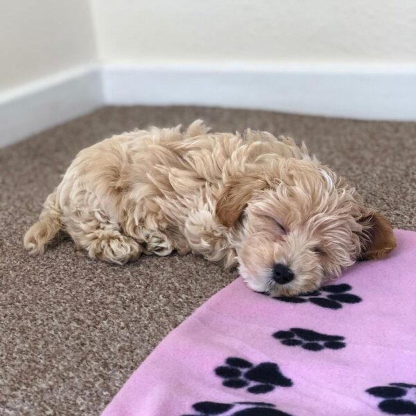 maltipoo puppies for sale near me under $1 000