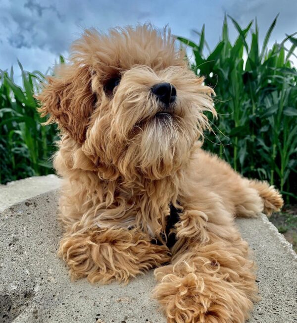 maltipoo puppies for sale under $400