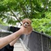 maltipoo puppies for sale Texas