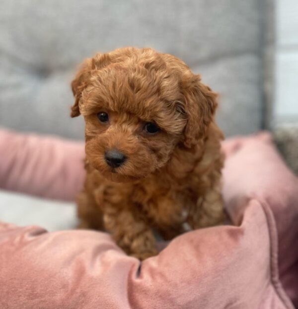 mini maltipoo puppies for sale