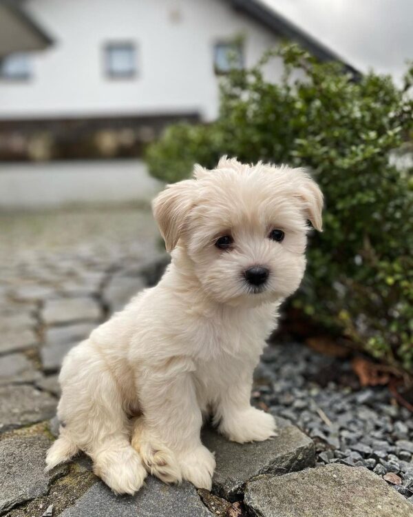 buy maltipoo puppies