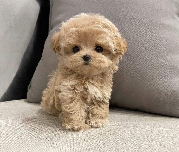Toy Maltipoo/Toy Maltipoo puppies for sale/Toy Maltipoo for sale