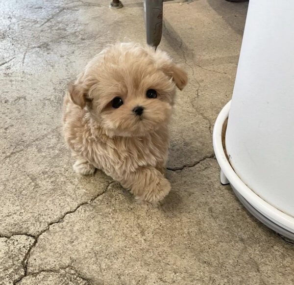 Toy Maltipoo/Toy Maltipoo puppies for sale/Toy Maltipoo for sale